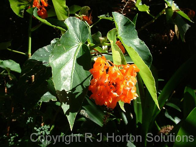 Begonia - Tree